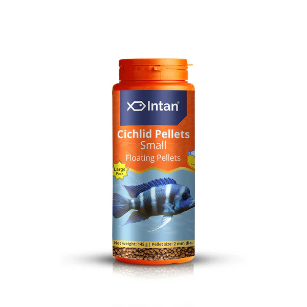 Intan_Growel_Cichlid_Small_145g
